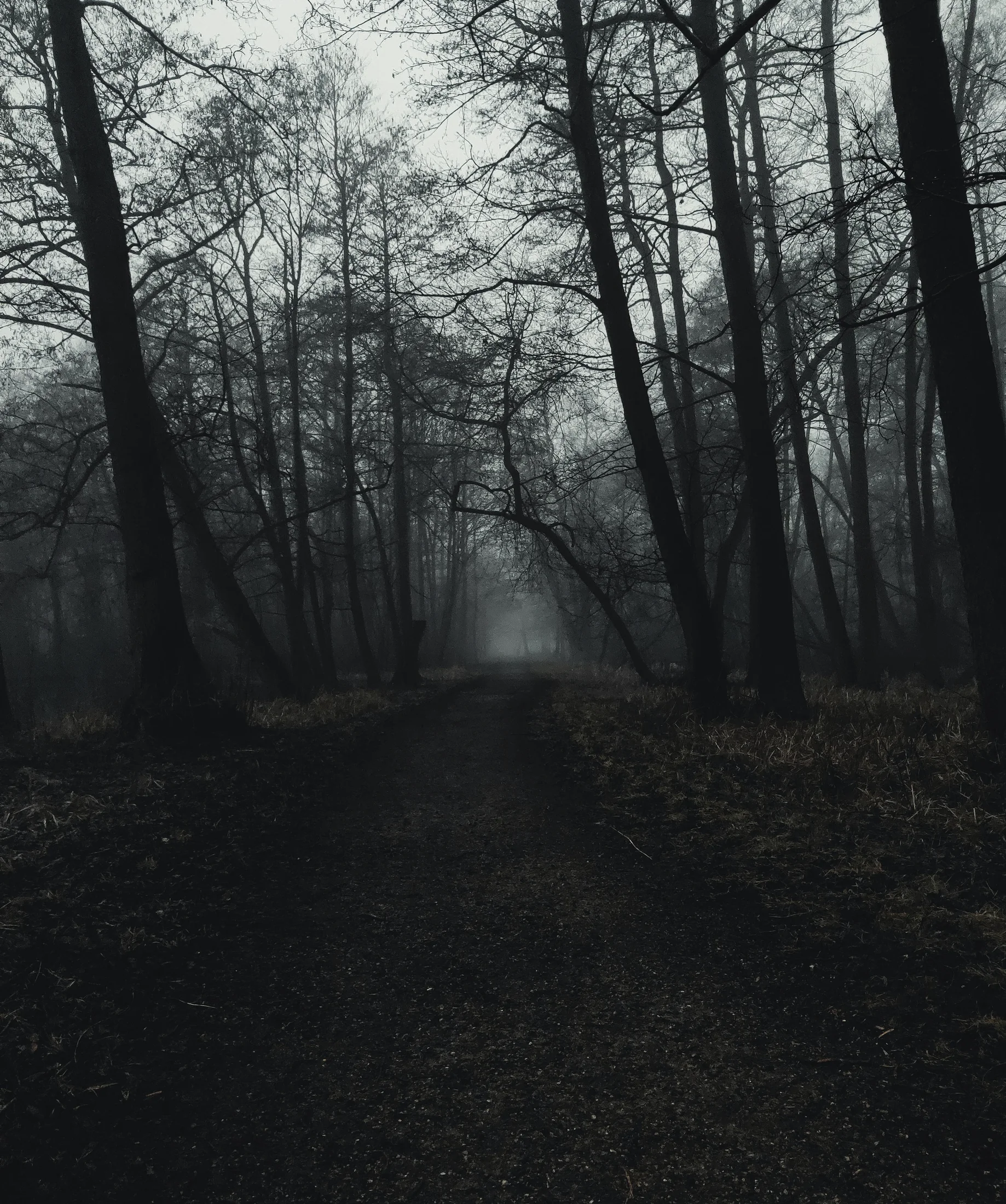 Dunkler Waldweg im Nebel